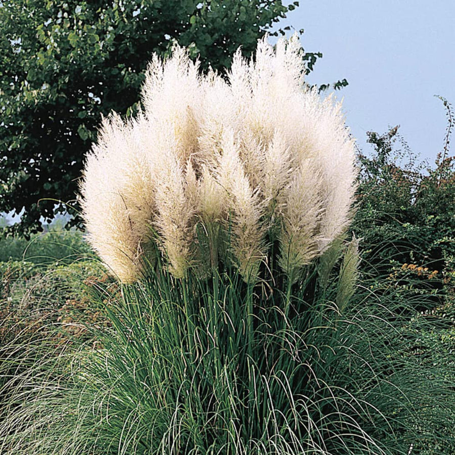 3 Pampas Grass Plants Live for Planting, White Pampas Grass Live Plant Ornamental Garden Indoor Outdoor