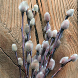 Pussy Willow Plant in 2.5-Inch Pot, 6-12 Inch Tall Willow Tree Plants for Gardening