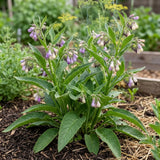 10 Comfrey Roots, Comfrey Plants Live Roots for Planting Outdoor Garden, Fast Growing Perennial Herb Plant