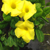 2 Mandevilla Plants Live, Mandevilla Tropical Plant, Yellow Mandevilla Plants, 5 to 6 Inc in Height Live Plant, Indoor or Outdoor