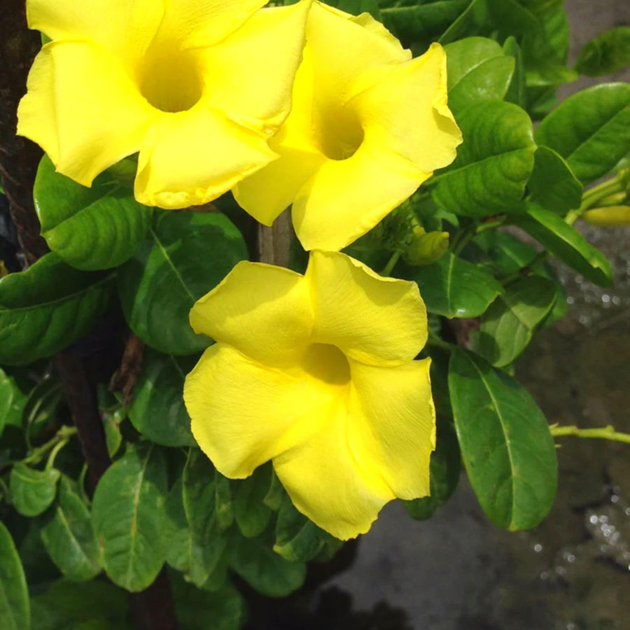 2 Mandevilla Plants Live, Mandevilla Tropical Plant, Yellow Mandevilla Plants, 5 to 6 Inc in Height Live Plant, Indoor or Outdoor