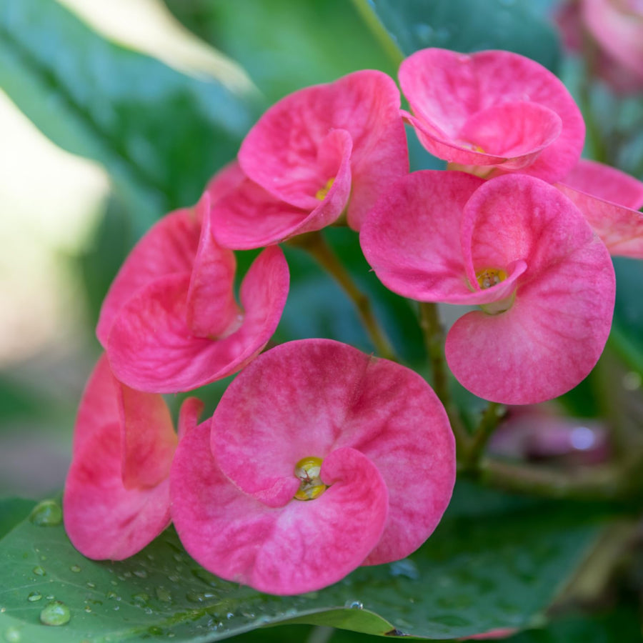 Crown of Thorns Plant, Euphorbia Milii Plant Live, Crown of Thorns Cactus Plant 4 to 7 Inches Height No Pot, Live Cactus Plant Indoor (Pink)