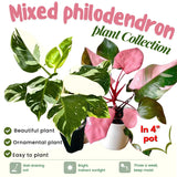 2 Mix Rare Philodendron Live Plant 5-9" Tall, Rare Tropical Indoor Houseplant Home Garden