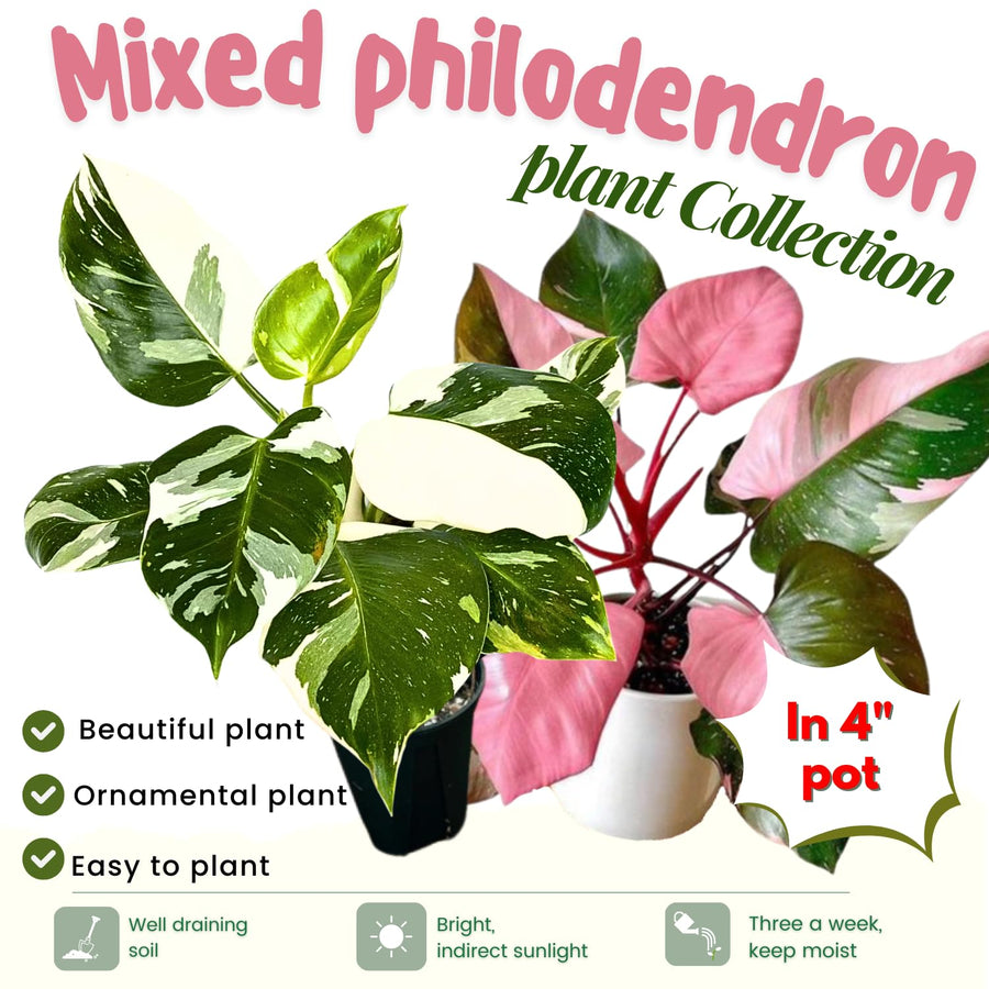 2 Mix Rare Philodendron Live Plant 5-9" Tall, Rare Tropical Indoor Houseplant Home Garden
