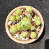 Live Mountain Rose Succulent, 2" Pot Rare Mountain Roses Succulents Plants, Rose-Shaped Succulents for Indoors Garden, Containers Houseplant Planting