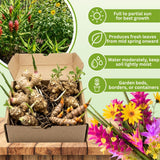 Set of 3 Ginger, Turmeric and Jerusalem Artichoke Rhizomes, Edible Root Plants for Garden, Fresh, Large Size, Ready to Grow