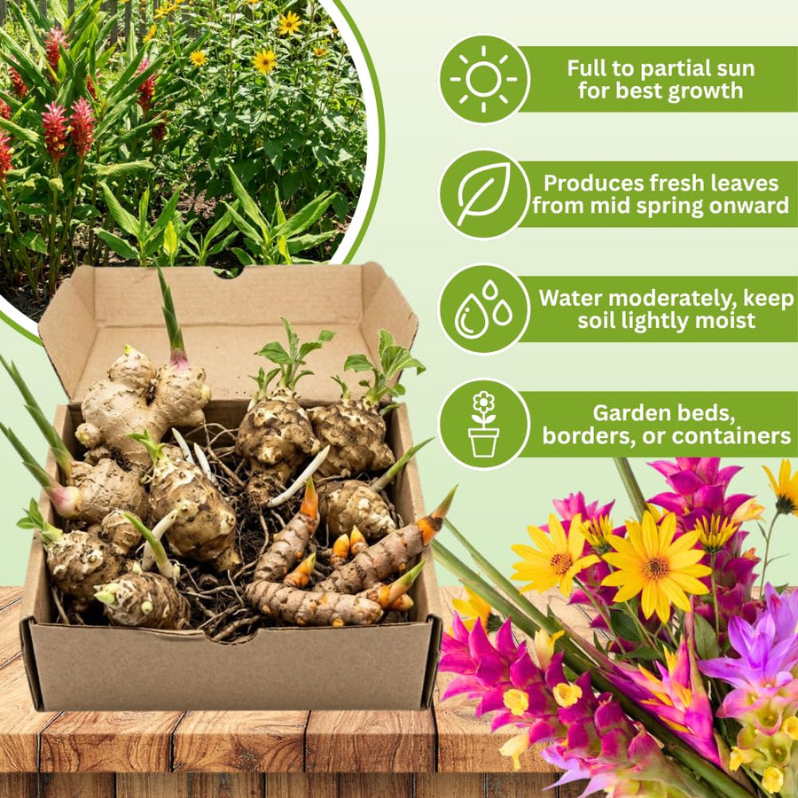 Set of 3 Ginger, Turmeric and Jerusalem Artichoke Rhizomes, Edible Root Plants for Garden, Fresh, Large Size, Ready to Grow