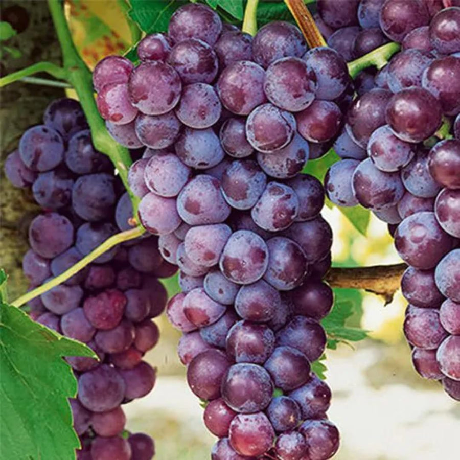Purple Seedless Grape Vines Trees Live Plants, Well-Rooted 1 to 2 Years Old, Grapes Plant Live for Outdoor Planting, Zones 3-9