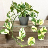 2 Pothos Live Plants, Live Pothos Plant, 3 to 5 Inc Tall, Indoor House Plants Outdoor (Variegated)