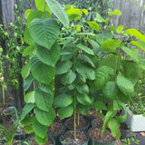 Annona Cherimoya Tree Live, Tropical Fruit Tree, 2-3 Feet Tall, 1 Gallon