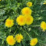 Live Yellow Dandelion Plant, 4-6 Inc Tall Dandelion Plants in 4" Pot, Hardy Perennial Garden Plants, Easy to Grow for Outdoor Garden