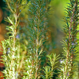 100 Count Rosemary Seeds, Culinary Herb for Garden, Patio, and Indoor Growing