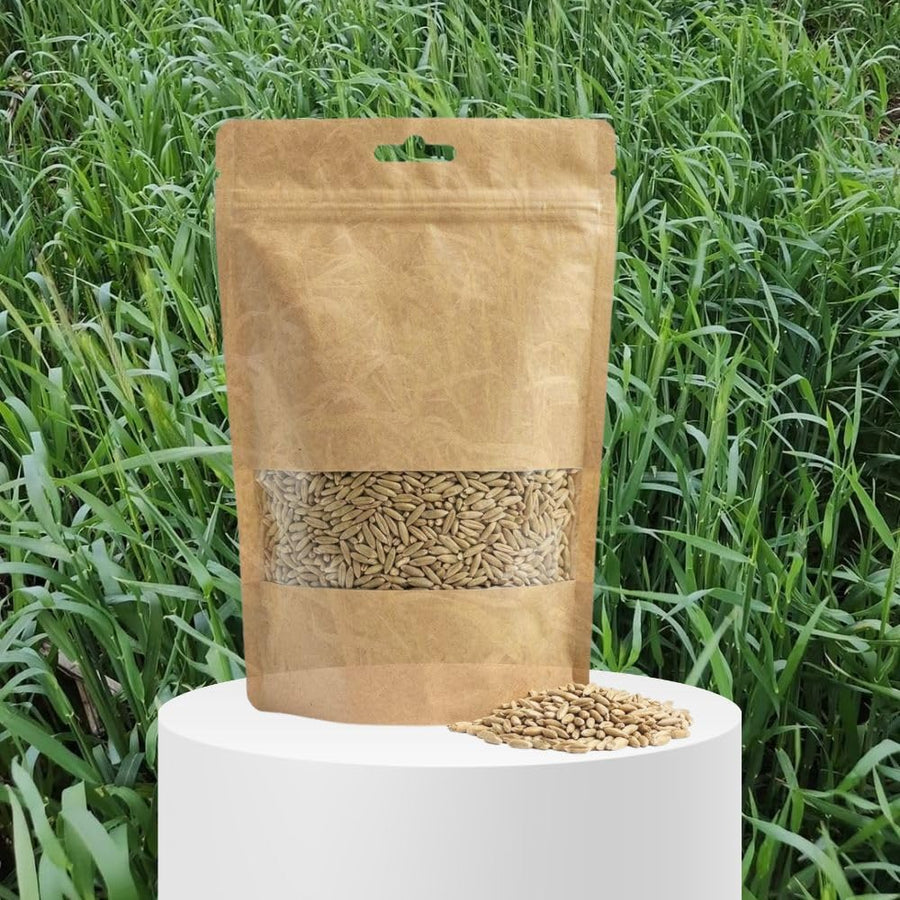 3 Pound Rye Cover Crop Seeds, Winter Rye Seeds for Garden Ground Cover and Seasonal Growing