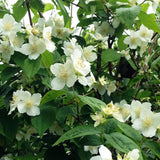Mock Orange Live Plant 4 Inch Pot, 3-5" Tall, Mock Orange Flower Plant, White Fragrant Flowers Blooms for Garden