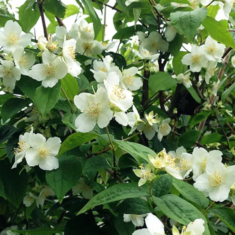 Mock Orange Live Plant 4 Inch Pot, 3-5" Tall, Mock Orange Flower Plant, White Fragrant Flowers Blooms for Garden