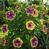 Purple Yellow Hibiscus Plant Live, Well-Rooted Hibiscus Flowers, 5-7 Inches Tall, Tropical Flowering for Indoor Outdoor Planting