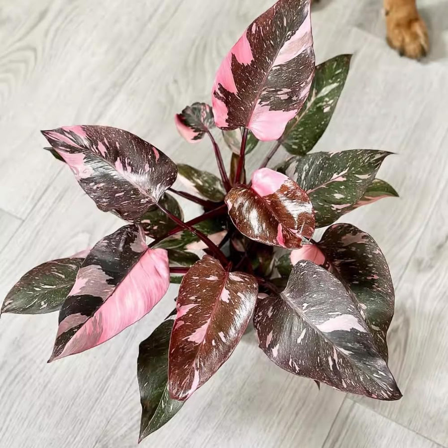 Rare Philodendron Plant Live in 4" Pot, Variegated Red White and Green Leaves, Rare Houseplant Indoor Outdoor Decor, Colorful Stems