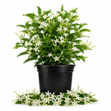 Night Blooming Jasmine Plant in Half Gallon Pot, Fragrant White Jasmine Climbing Vine, Flowering Jasmines for Outdoor Garden