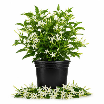 Night Blooming Jasmine Plant in Half Gallon Pot, Fragrant White Jasmine Climbing Vine, Flowering Jasmines for Outdoor Garden