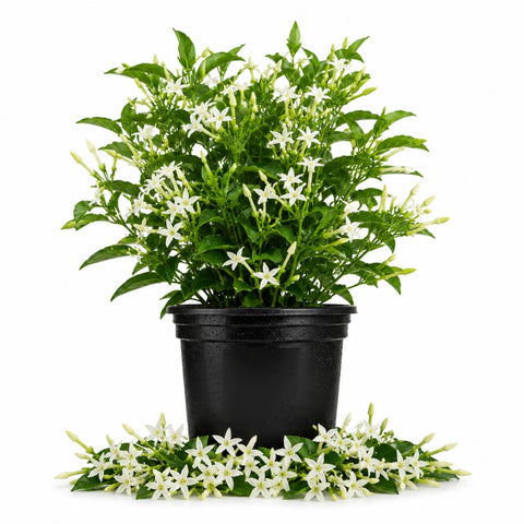 Night Blooming Jasmine Plant in Half Gallon Pot, Fragrant White Jasmine Climbing Vine, Flowering Jasmines for Outdoor Garden