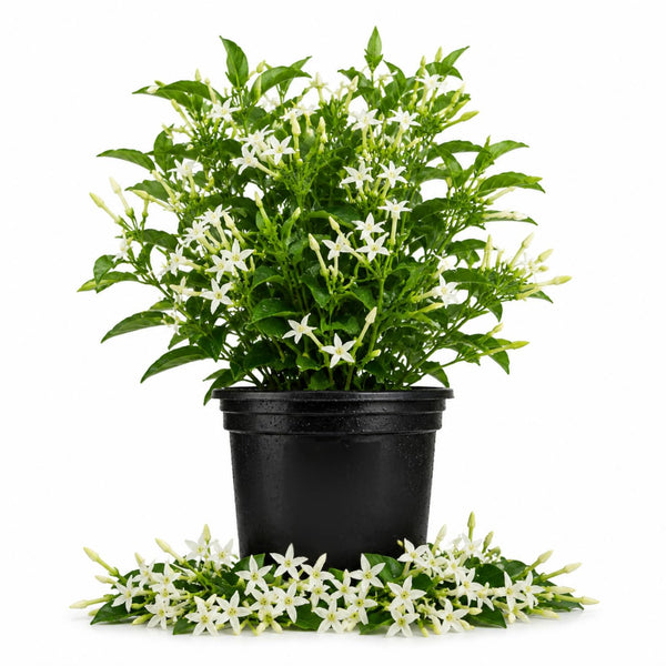Night Blooming Jasmine Plant in Half Gallon Pot, Fragrant White Jasmine Climbing Vine, Flowering Jasmines for Outdoor Garden