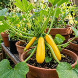 Set 75 Seeds Zucchini Seeds for Planting, Golden Zucchini Seeds, Summer Squash Seed for Indoor Outdoor Planting