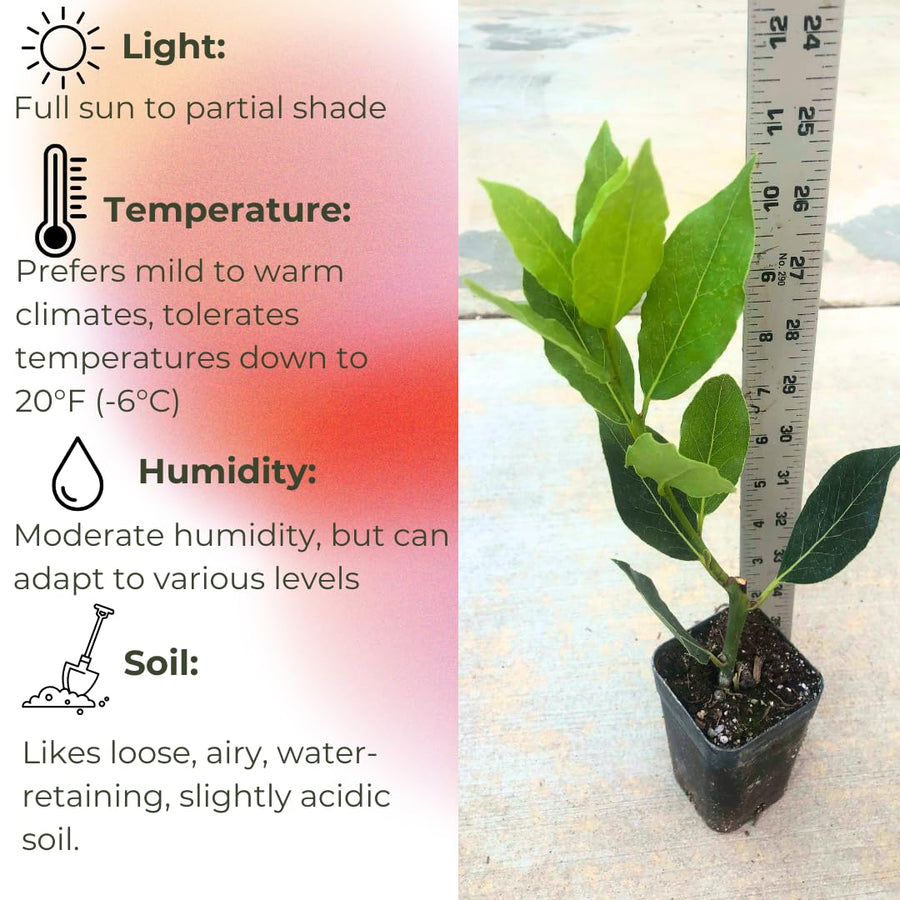 Bay Leaf Tree Live Plant, Sweet Bay Tree Laurel Trees, Laurus Nobilis, Well Rooted Plant Live, 4 to 8 Inc Tall