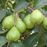 White Guava Tree Live Plant, Tropical Fruit Plant, 6 to 8 Inc Tall, 4 Inc Potted, White Flower