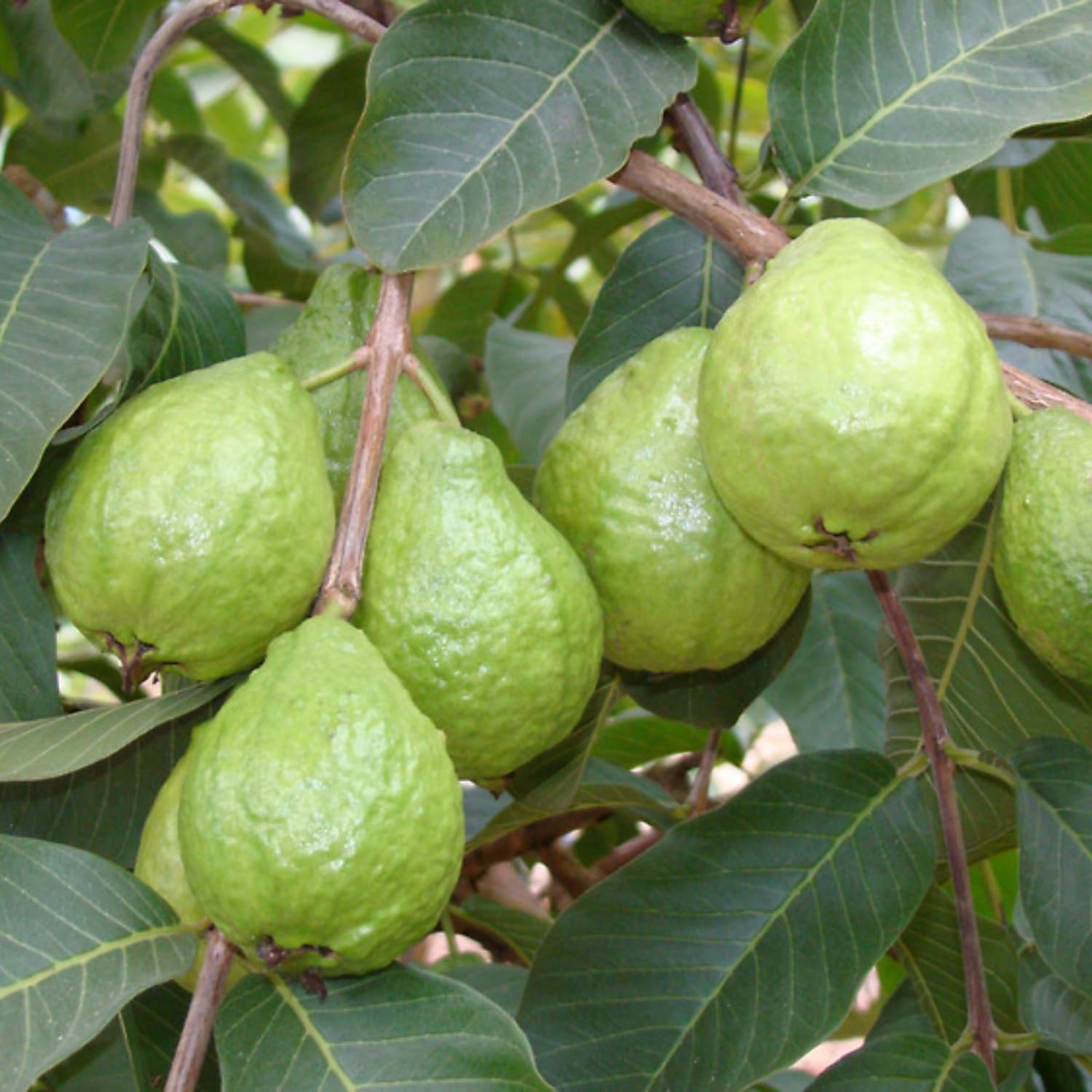 White Guava Tree Live Plant, Tropical Fruit Plant, 6 to 8 Inc Tall, 4 Inc Potted, White Flower