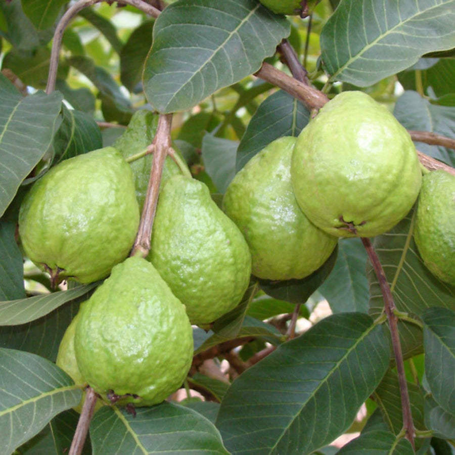 White Guava Tree Live Plant, Tropical Fruit Plant, 6 to 8 Inc Tall, 4 Inc Potted, White Flower