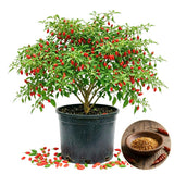 Set 200 Pequin Chili Pepper Seeds, Hot Pepper Seeds for Planting, Heirloom Pequin Peppers Plant for Indoor Outdoor Planting