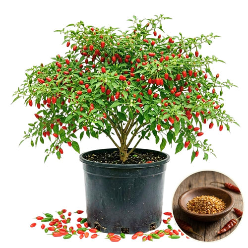 Set 200 Pequin Chili Pepper Seeds, Hot Pepper Seeds for Planting, Heirloom Pequin Peppers Plant for Indoor Outdoor Planting