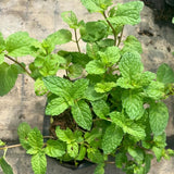 Live Mint Plant in 3.5'' Pot, Herb Plants for Planting Indoor Outdoor, Fragrant, Hardy, Perennial Herbs (Peppermint)