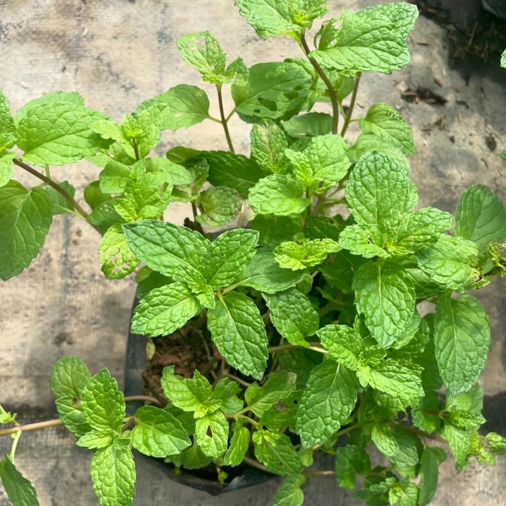 Live Mint Plant in 3.5'' Pot, Herb Plants for Planting Indoor Outdoor, Fragrant, Hardy, Perennial Herbs (Peppermint)