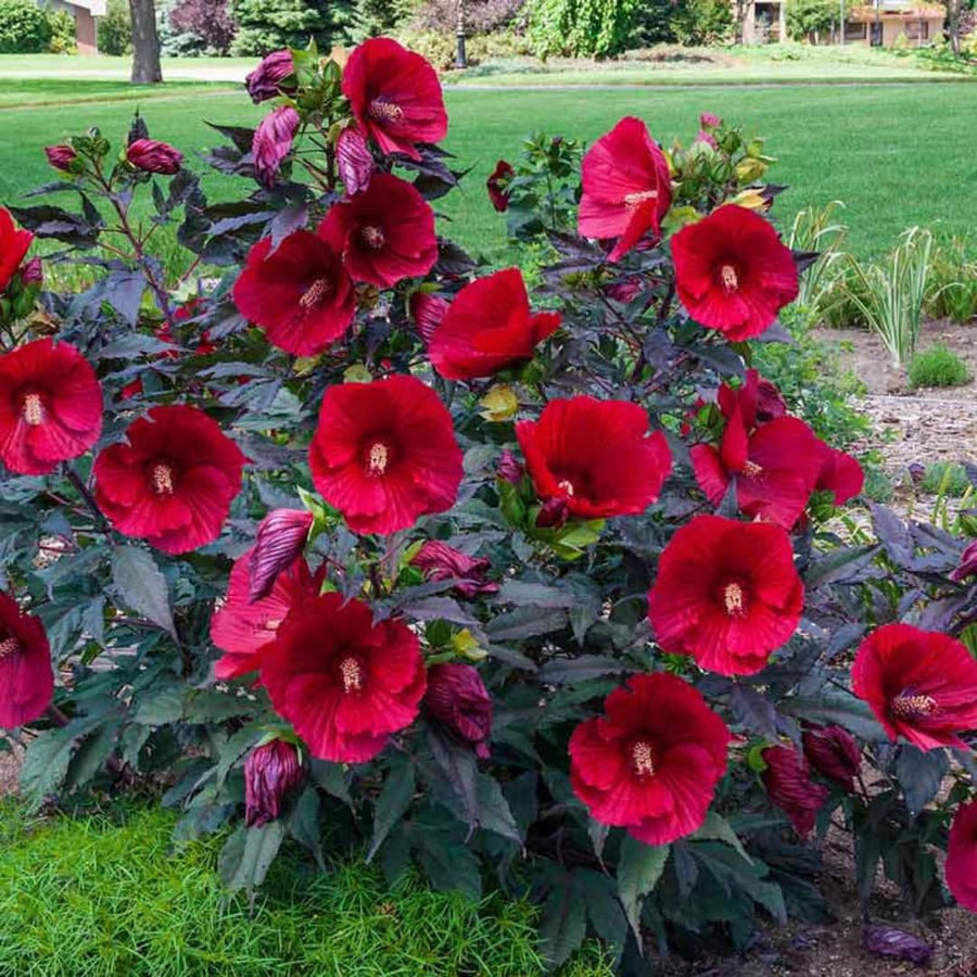 Hibiscus Flower Plant, Hibiscus Plants Live, Giant Red, Zone 10 to 12, Size 5 to 7 Inch Tall