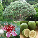 2 Pineapple Guava Trees Live Plants, 5 to 9 Inc Tall, Well Rooted, 1 Year Old Guava Tree, Fragrant Guava for Planting, Cold Hardy