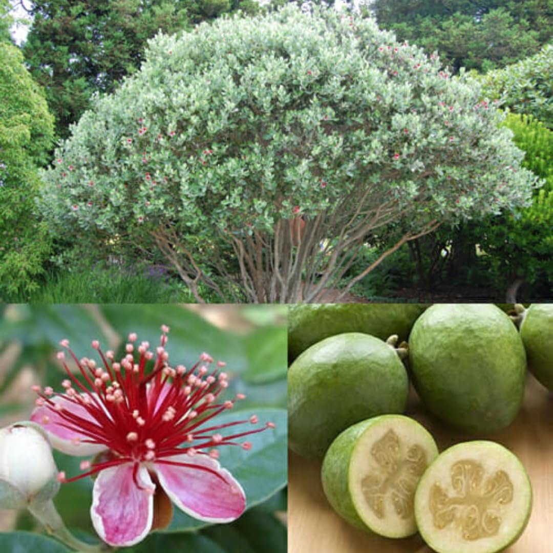 2 Pineapple Guava Trees Live Plants, 5 to 9 Inc Tall, Well Rooted, 1 Year Old Guava Tree, Fragrant Guava for Planting, Cold Hardy