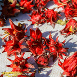 9 Months Old Sabdariffa Red Roselle Hibiscus Live Plant, 8–12" Tall in Half Gallon Pot, Red Sorrel Jamaica Tree, Ready to Grow Spring