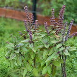 Krishna Basil Live Plant, Tulasi Herb Plant in 4 Inch Pot, Fully Rooted 4-8 Inches, Garden or Container Growing