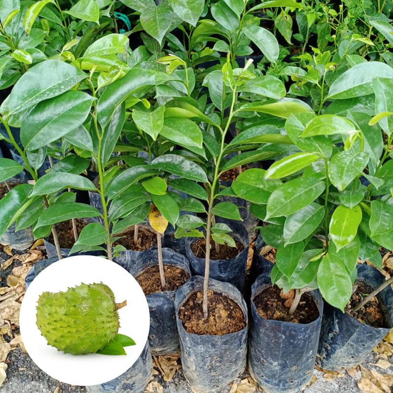 Soursop Tree Live Plant in 4" Pot, Tropical Annona Muricata Guanabana Seedling Size 5-8" in Tall, Zones 9-11, No CA