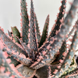 Aloe Purple Live, Aloe Purple Succulent Plant Live Indoor, 4 Inches Pot