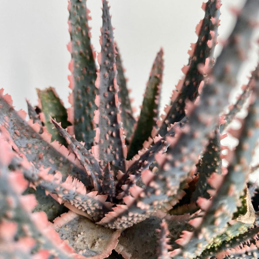 Aloe Purple Live, Aloe Purple Succulent Plant Live Indoor, 4 Inches Pot