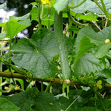 Live Green Cucumber Plant Live, Cucumber Vegetable Plant, 6-8 Inches Tall in 4 Inch Pot, Vine Vegetable Plants for Garden Beds and Containers