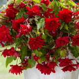 Pack 3 Red Begonia Flower Plants, 3 to 5 Inches, Outdoor Garden