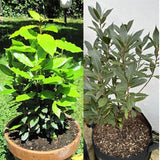 Fragrant Bay Leaf Plant, Live Bay Laurel Plant, 7 Months Old Well-Rooted, Ready to Grown Indoor Outdoor