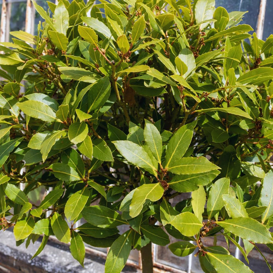 Sweet Bay Leaf Plant, Bay Laurel Tree Live Plant, Laurus Nobilis, 8 Inc Long, Container Garden Herb Plant Indoor Outdoor