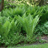 5 Ostrich Fern Bare Root Rhizomes Plant, Live Fern Plants for Shade Gardens, Hardy Outdoor Perennials Plant