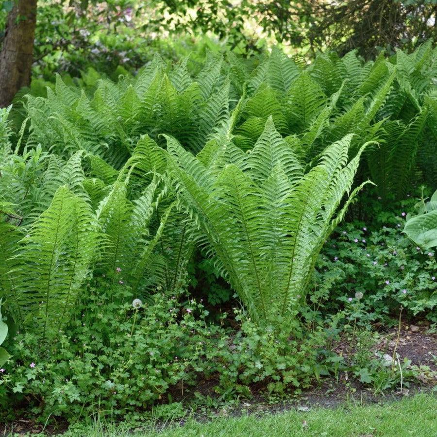 5 Ostrich Fern Bare Root Rhizomes Plant, Live Fern Plants for Shade Gardens, Hardy Outdoor Perennials Plant