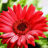 Red Gerbera Plants Live, 3 to 8 Inc Long, Daisy Flower Live Plants, Live Gerbera Daisy Plants, Daisy Plant Seedlings for Garden, 1 Plant