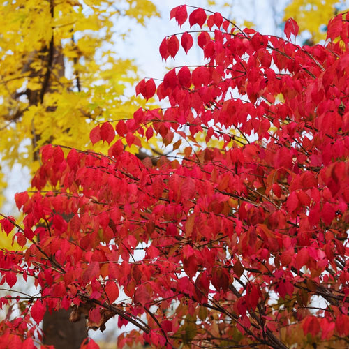 Set 5 Dwarf Burning Bush Bare Roots, Red Burning Bush Rooted Cuttings from 4 Inches in Height, Hardy Shrub Plant